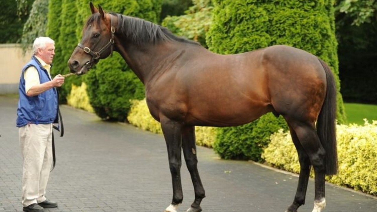 Stallion By Stallion Preview Of The Dubai Breeze Up Sale ... Image 4